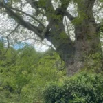 Kemer Ucuz Otel Seçenekleri