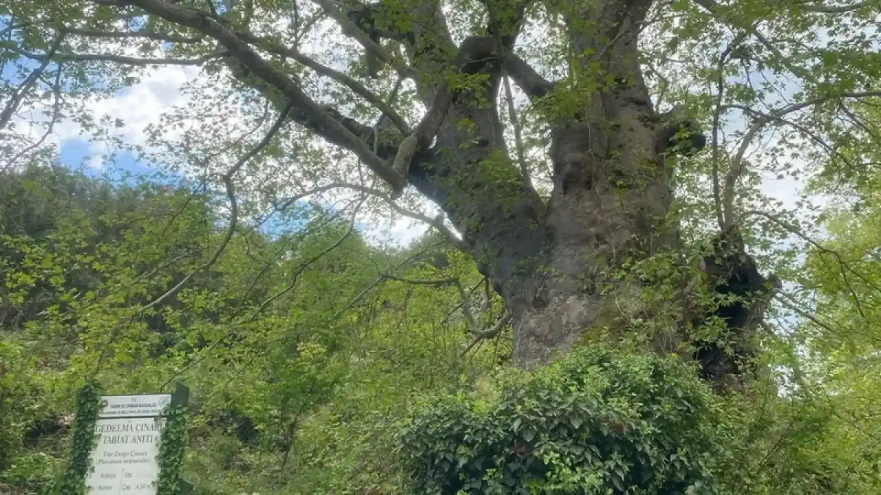 Kemer Ucuz Otel 2025: Gedelme Çınarı ve Doğal Güzelliklerle Çevrili Bir Tatil